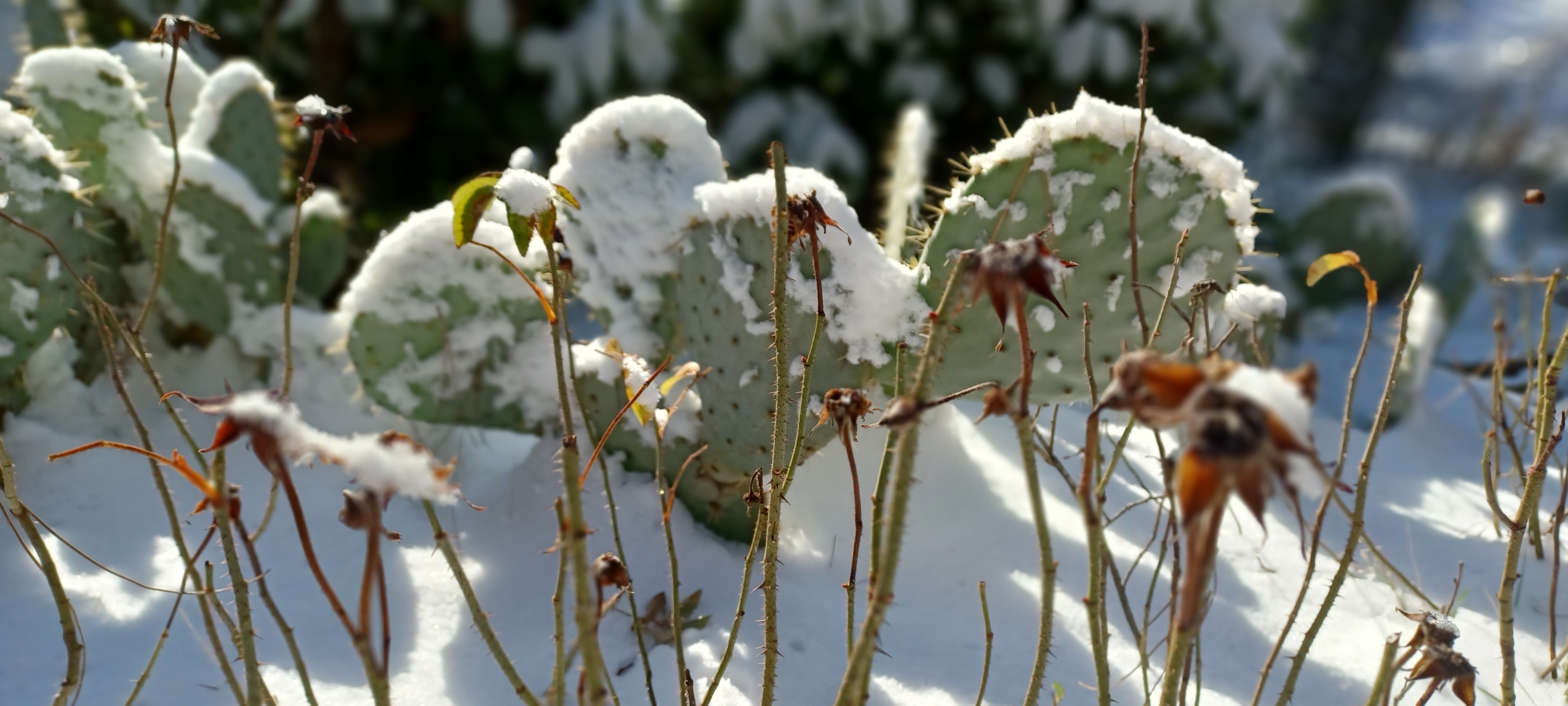 Cactus sous la neige