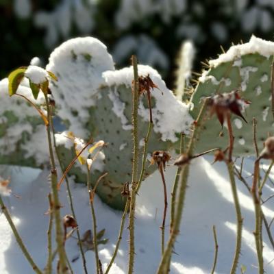 Cactus sous la neige