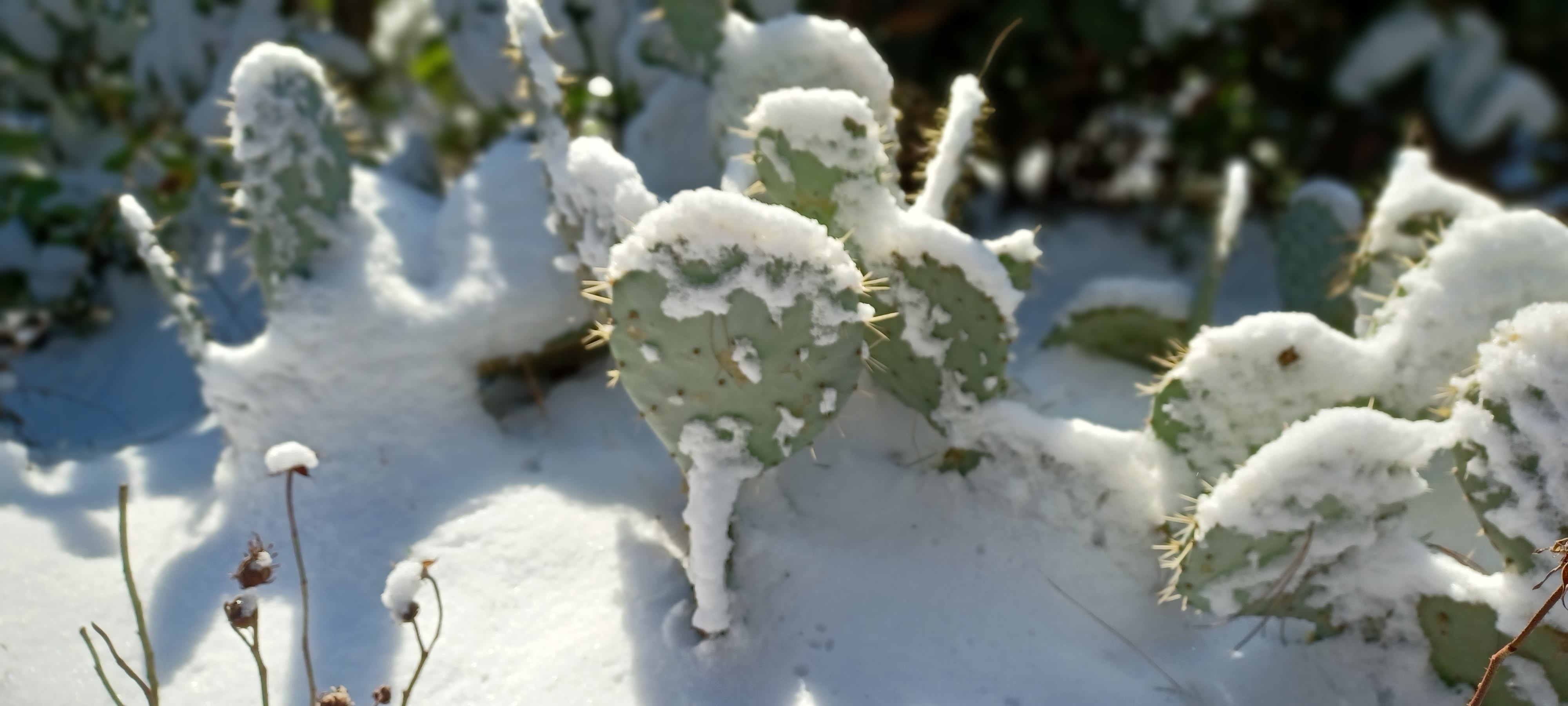 Cactus sous la neige