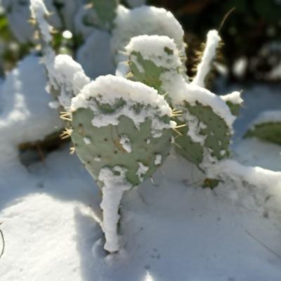 Cactus sous la neige